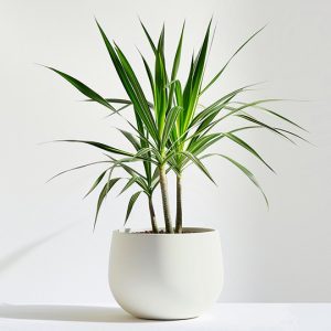 Home product 05